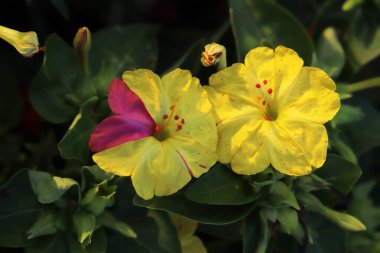 (Mirabilis jalapa) Flowers in the garden. clipart