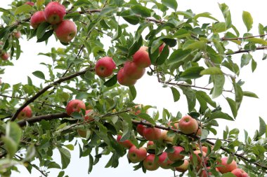 Ağaç dalında olgun elmalar