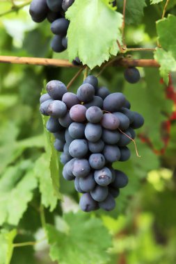 Üzüm bağında kırmızı üzüm dalı
