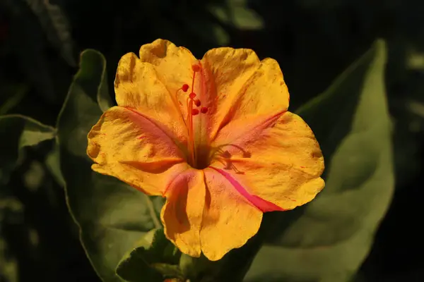 stock image (Mirabilis jalapa) Flowers in the garden.