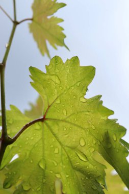 Üzüm bağında yağmurlu bir gün