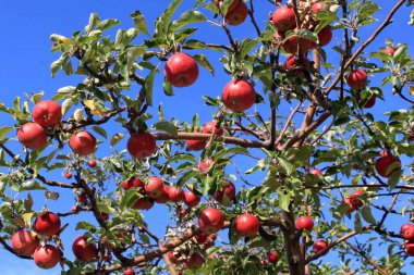 Ağaç dalında olgun kırmızı elmalar