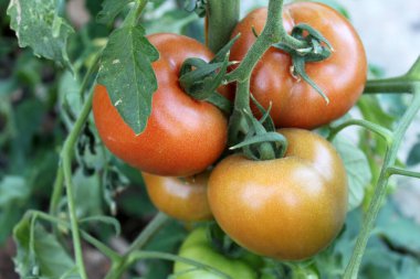 Bir dalda, bir bahçede olgunlaşmış domatesler. 