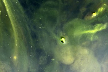 Yeşil Yosun 'un Yakın Görüntüsü