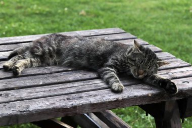 Dışarıdaki Uykucu Kedi Tahta Masa