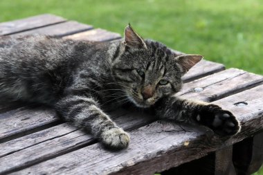 Kedi eski bir masada yatıyor.