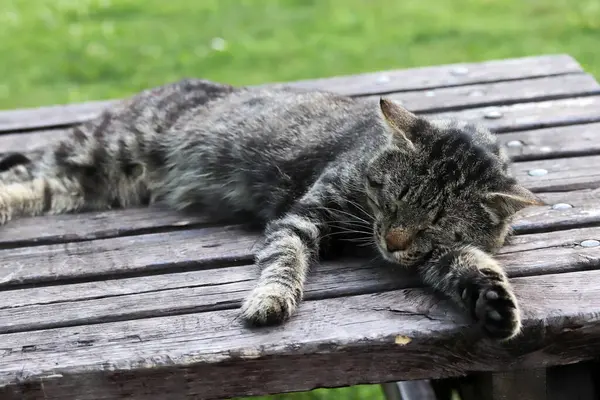 Dışarıdaki Uykucu Kedi Tahta Masa