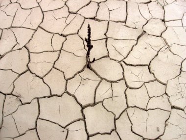 Kuru ve çatlamış toprakta yetişen bitkiler