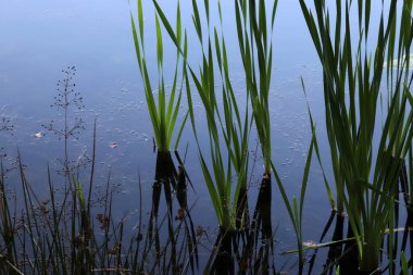 Gölün kıyısındaki çimenler..