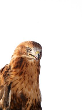 Kızıl kuyruklu şahin yırtıcı bir kuştur..