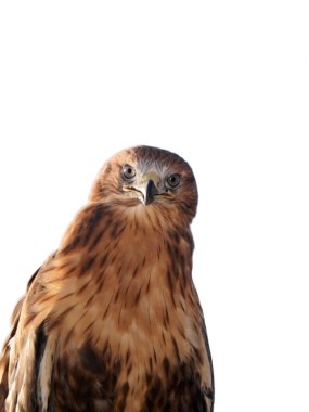 Kızıl kuyruklu şahin yırtıcı bir kuştur..