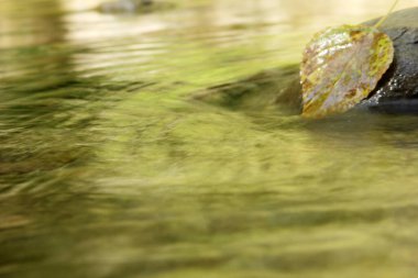 Doğanın soyutlamaları. Deredeki Yaprak