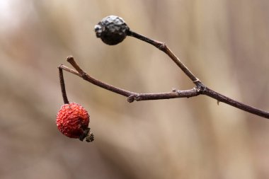 kurumuş gül ağacı meyvesi