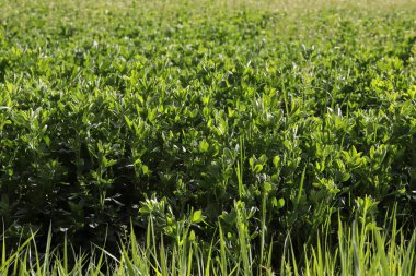 Yeşil yoncanın renkli arkaplanı