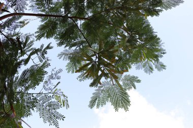 Tree branches towards the sky