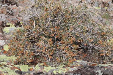 a bush growing next to a rock