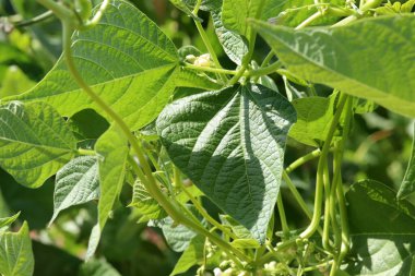 Beans bloom in the garden