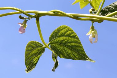 Beans bloom in the garden