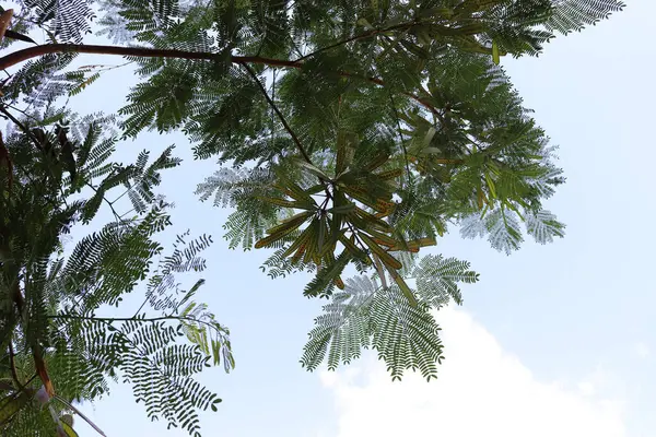 Tree branches towards the sky