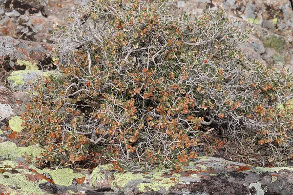 a bush growing next to a rock