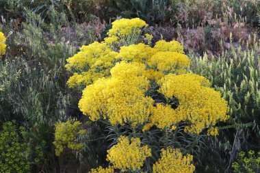  Baharda sarı yabani çiçek