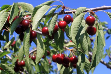 Kırmızı Kiraz ağacı dalı