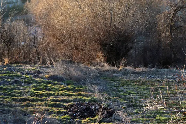 Çimenli tarla ve çıplak ağaçlar 