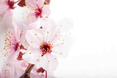 Badem çiçeği beyaz zeminde.