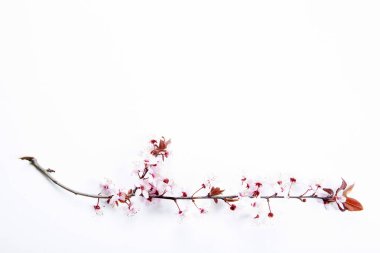 Badem çiçeği beyaz zeminde.