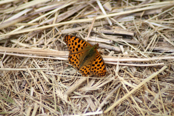 a large butterfly landing on dry grass