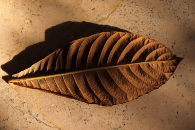 kahverengi kurumuş büyük yaprak yakın çekim