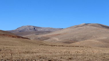 Çıplak dağlar ve koyun sürüleri