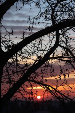 Gün batımında ağaç dalının silueti