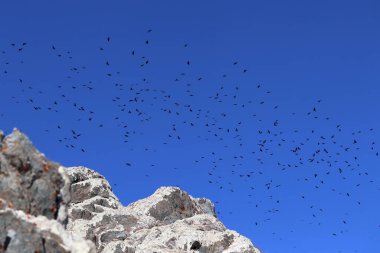 Gökyüzünde uçan bir kuzgun sürüsü.