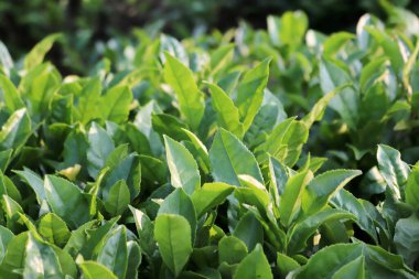 Karadeniz 'deki çay tarlaları. Karadeniz Türkiye