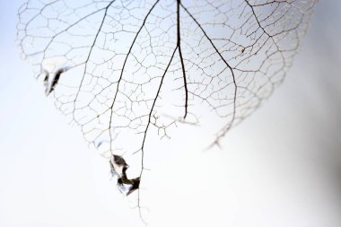 Sonbahar düşmüş iskeletleşmiş yapraklar. Kuru yapraklar