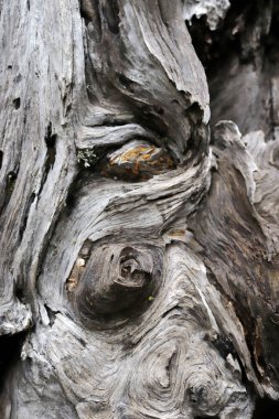 Eski bir ağaç kabuğu dokusu closeup