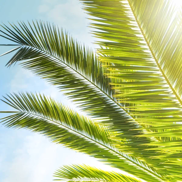 Тропічна Кокосова Пальма Тлі Яскравого Блакитного Неба — стокове фото