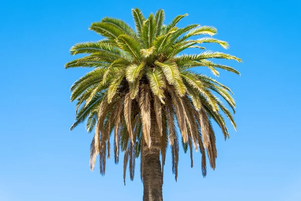 Tropické Kokosové Palmy Pozadí Jasně Modré Oblohy Stock Obrázky