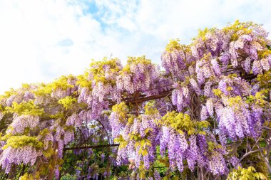 Çiçek açan salkımın güzel günbatımı manzarası bahçe köşkünde 