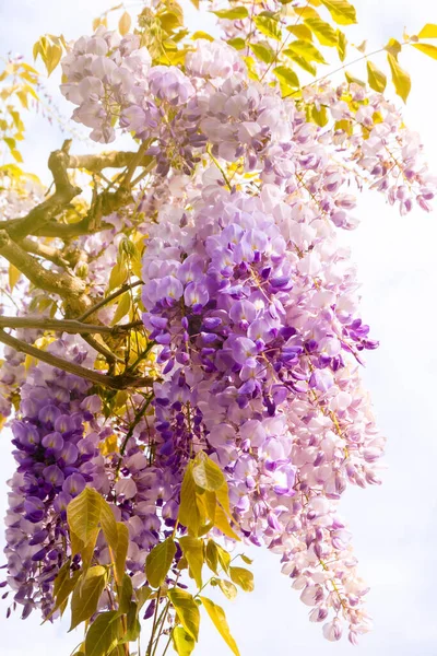 Gyönyörű Naplemente Táj Virágzó Liliom Kertben Pavilon — Stock Fotó