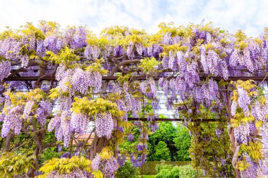 Çiçek açan salkımın güzel günbatımı manzarası bahçe köşkünde
