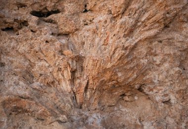 coral reef texture in Egypt
