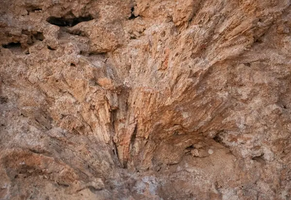 coral reef texture in Egypt