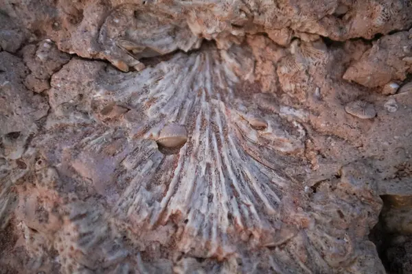 coral reef texture in Egypt