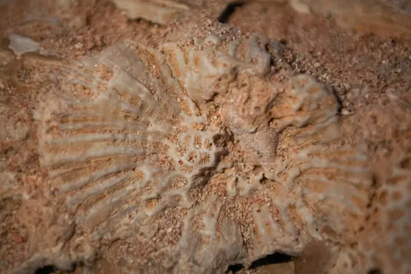 coral reef texture in Egypt