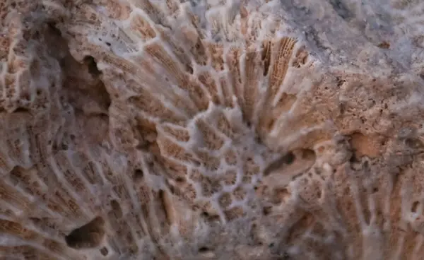 coral reef texture in Egypt