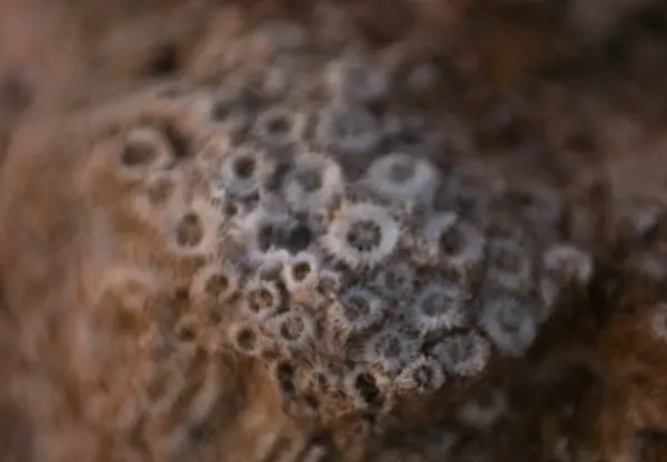 coral reef texture in Egypt