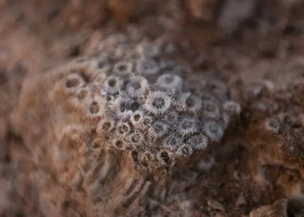 coral reef texture in Egypt