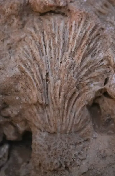 coral reef texture in Egypt